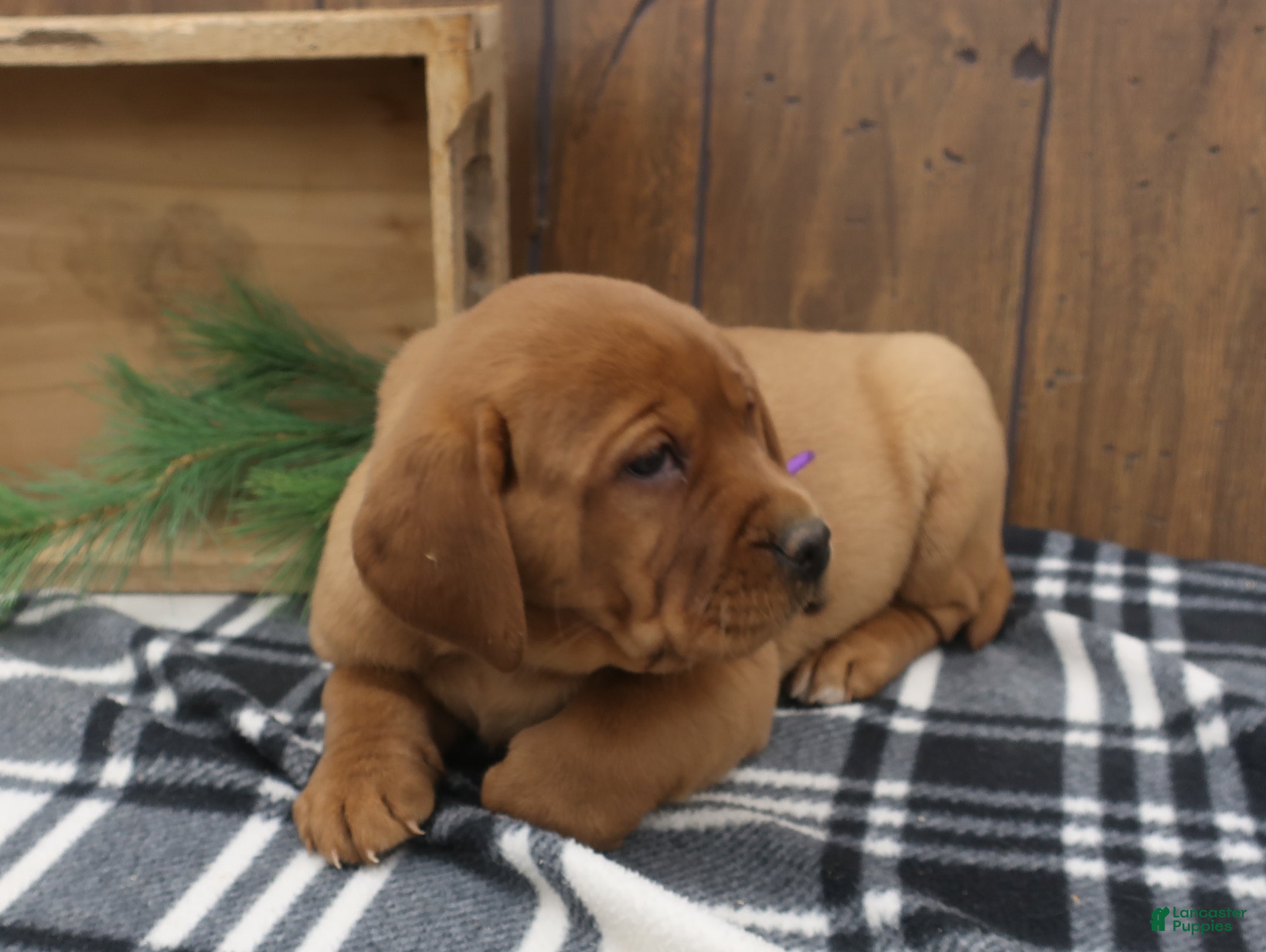 Labrador Retriever dogs Rusty - Ad 27