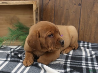 Labrador Retriever dogs Rusty - Ad 27