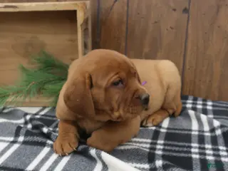 Labrador Retriever dogs Rusty - Ad 3