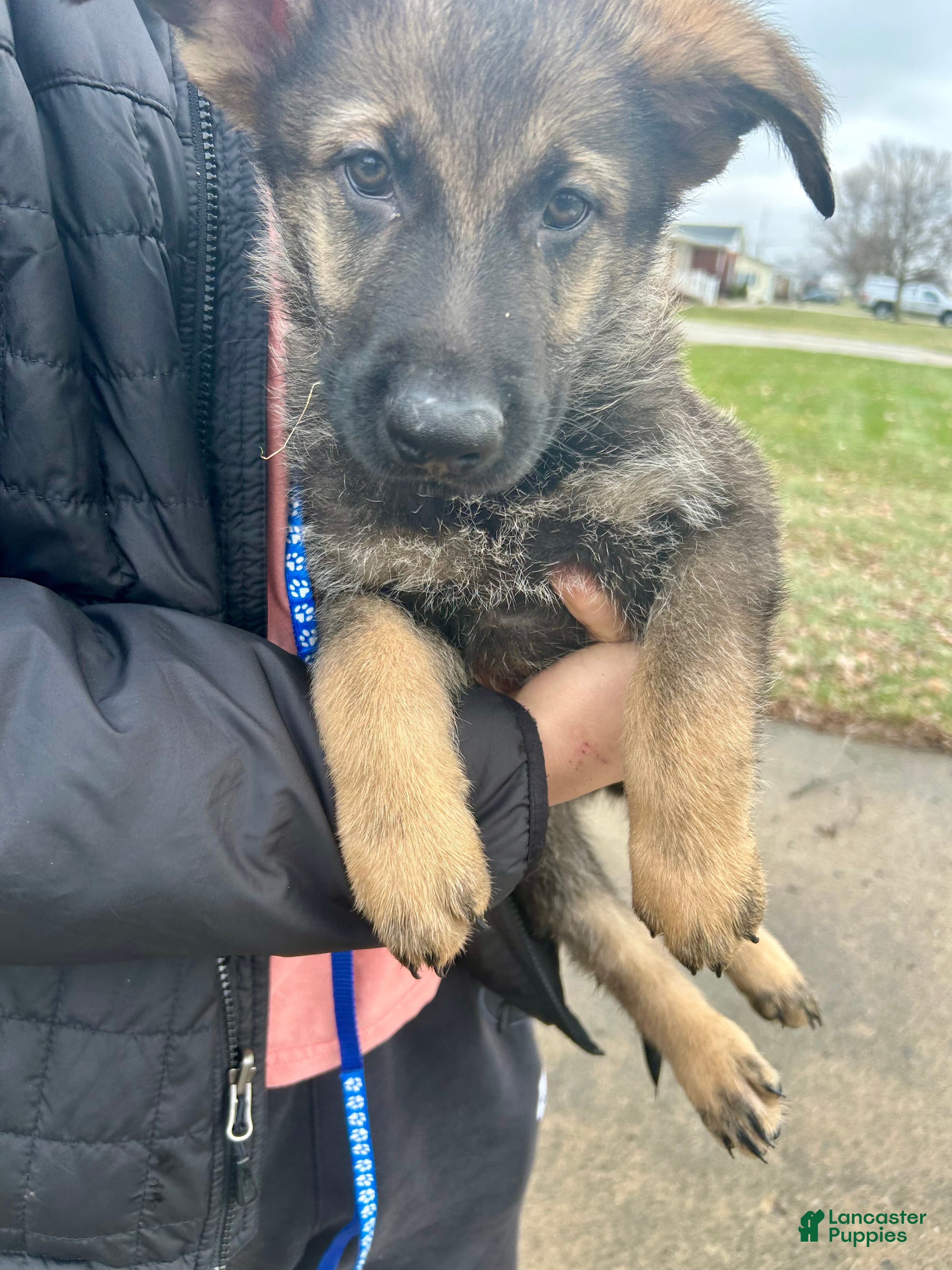 German Shepherd dogs German Shepherd Dark Blue - Ad 13