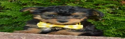 Yorkiepoo dogs for sale: Tiny Sam - Ad 11