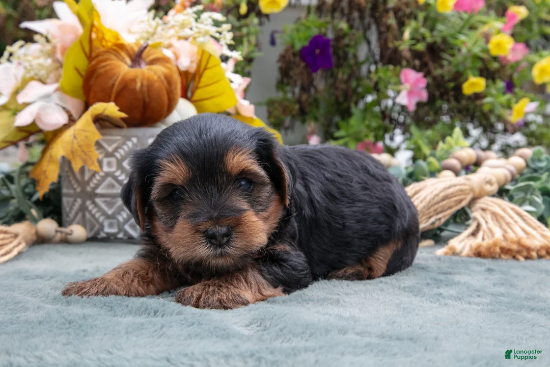 Yorkiepoo dogs for sale: Rex - Ad 1