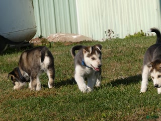 Gerberian Shepsky dogs - Ad 40