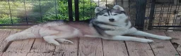 Siberian Husky dogs for sale: Sean - Ad 2