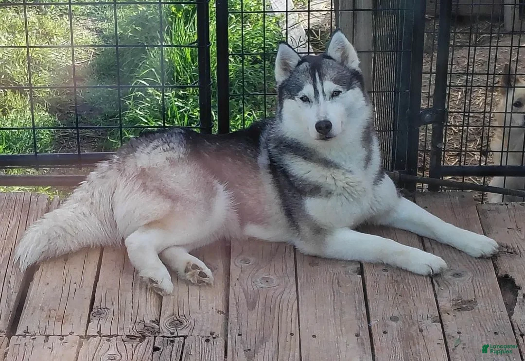 Siberian Husky dogs for sale: Sean - Ad 2