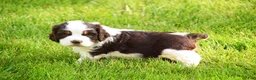 English Springer Spaniel dogs for sale: Cosmo - Ad 2