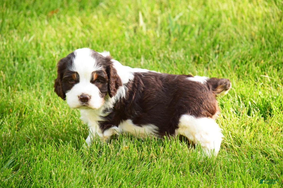 English Springer Spaniel dogs for sale: Cosmo - Ad 2