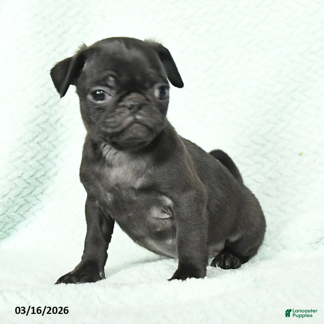 Pug dogs for sale: Abby - Ad 3