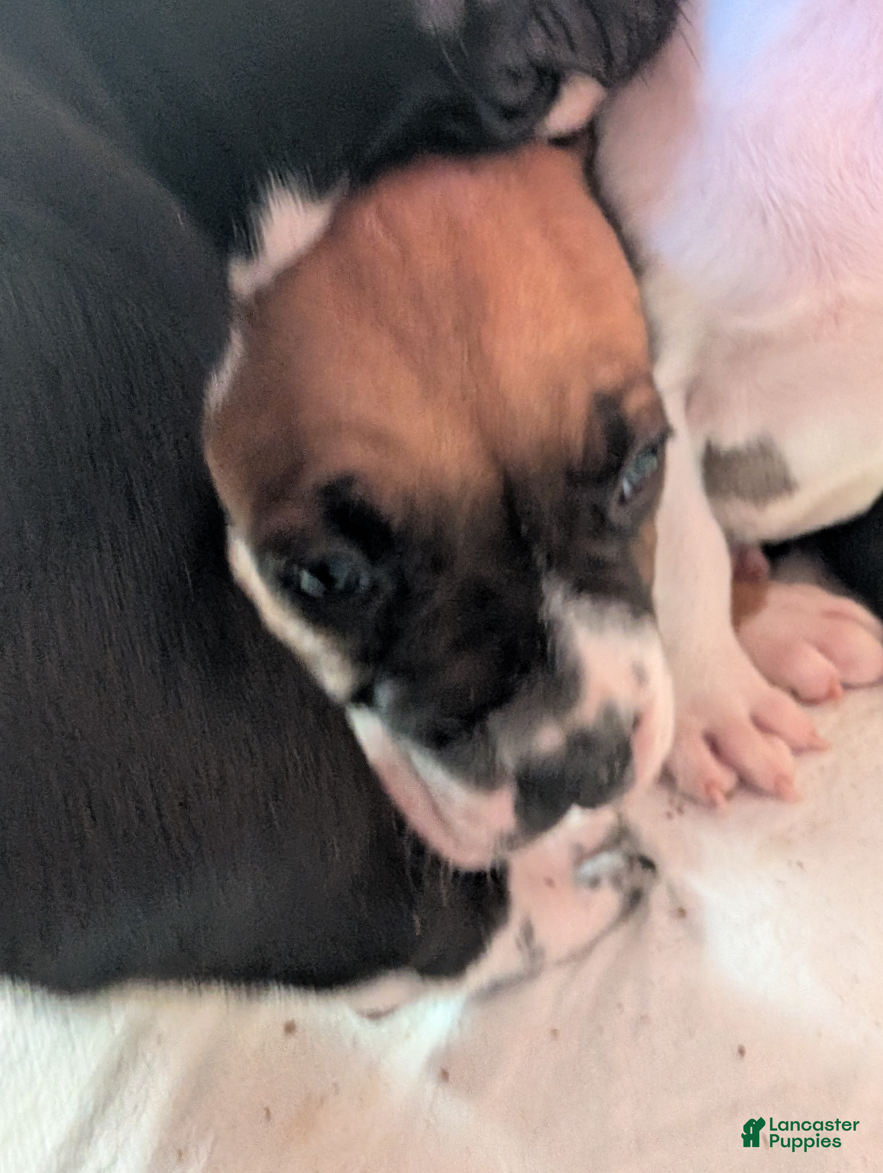 American Pit Bull Terrier dogs Bambii - Ad 4