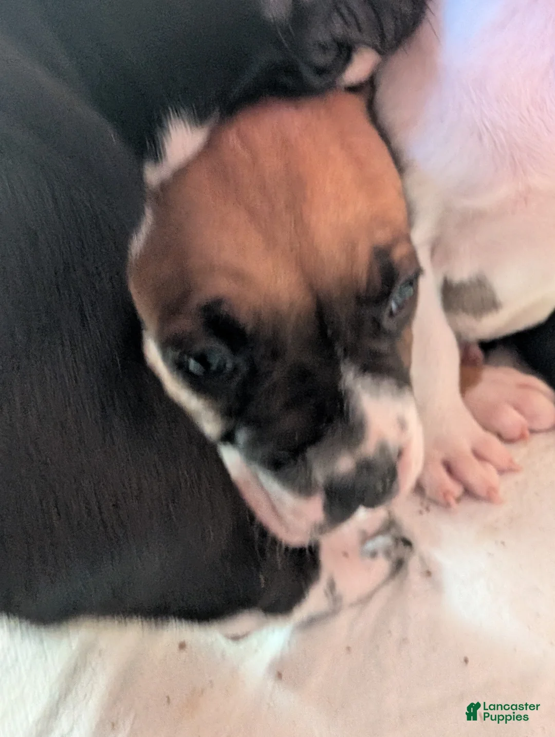 American Pit Bull Terrier dogs for sale: Bambii - Ad 2