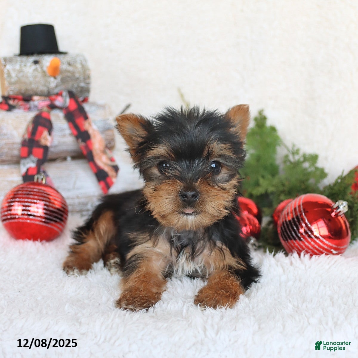 Yorkshire Terrier dogs Coffee - Ad 3