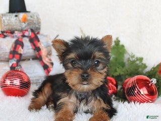 Yorkshire Terrier dogs Coffee - Ad 12