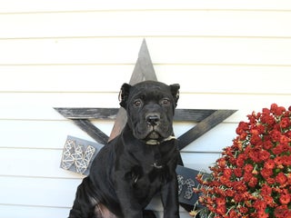 Cane Corso dogs Posie - Ad 18