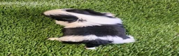 Shih Tzu dogs for sale: Shih Tzu 3 - Ad 4
