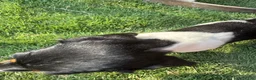 Miniature Dachshund dogs for sale: Miniature Dachshund Puppy 7 - Ad 2