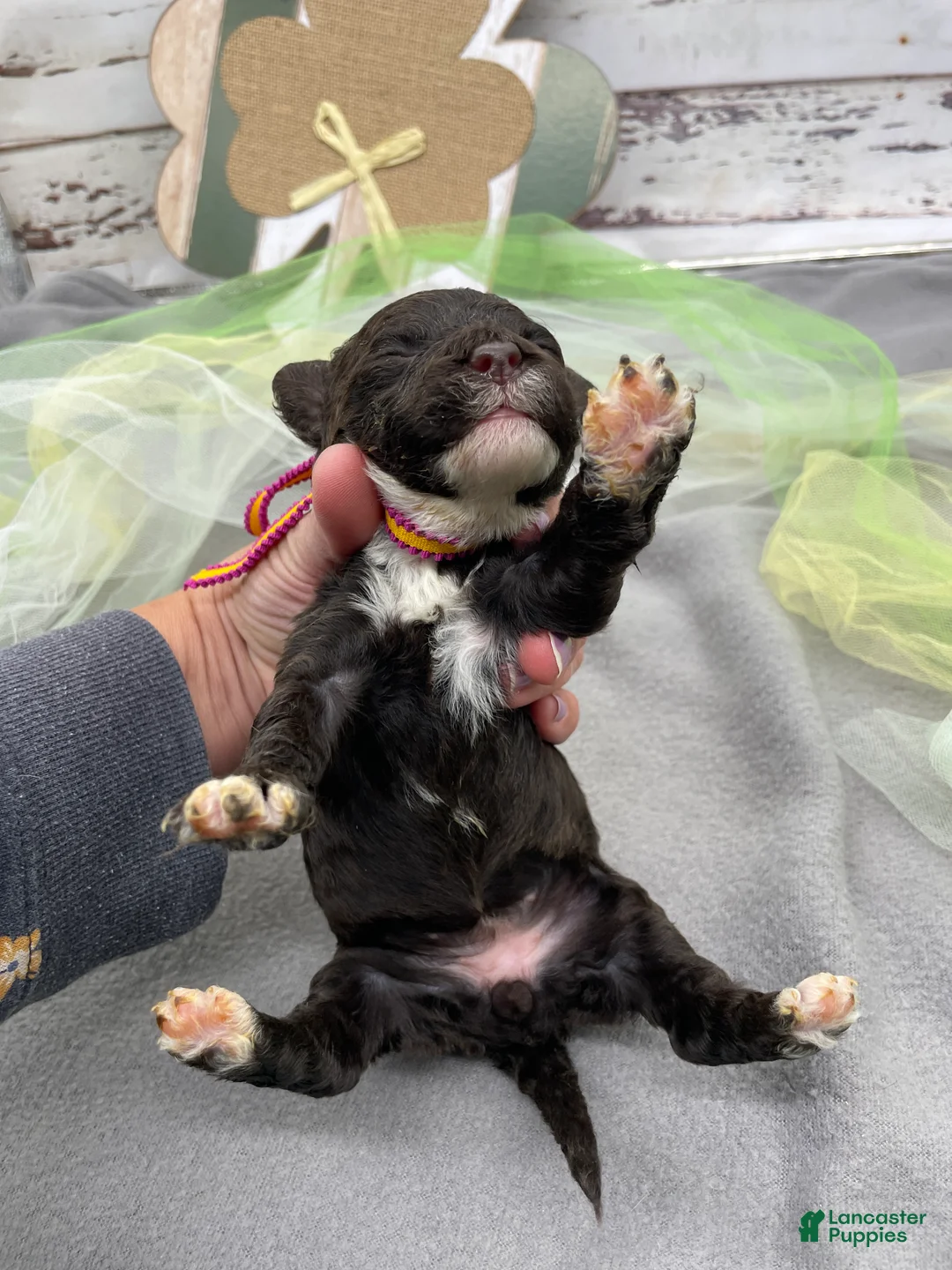 Portuguese Water Dog dogs for sale: Blossom - Ad 4