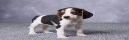 Beagle dogs for sale: Sasha - Ad 4