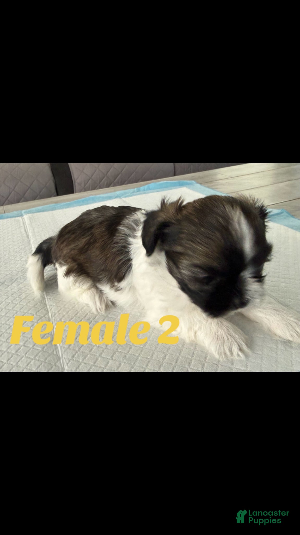 Shih Tzu dogs Shih Tzu Puppy 3 - Ad 8