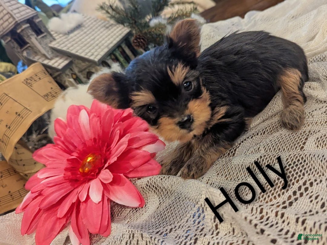 Yorkshire Terrier dogs for sale: Holly - Ad 3