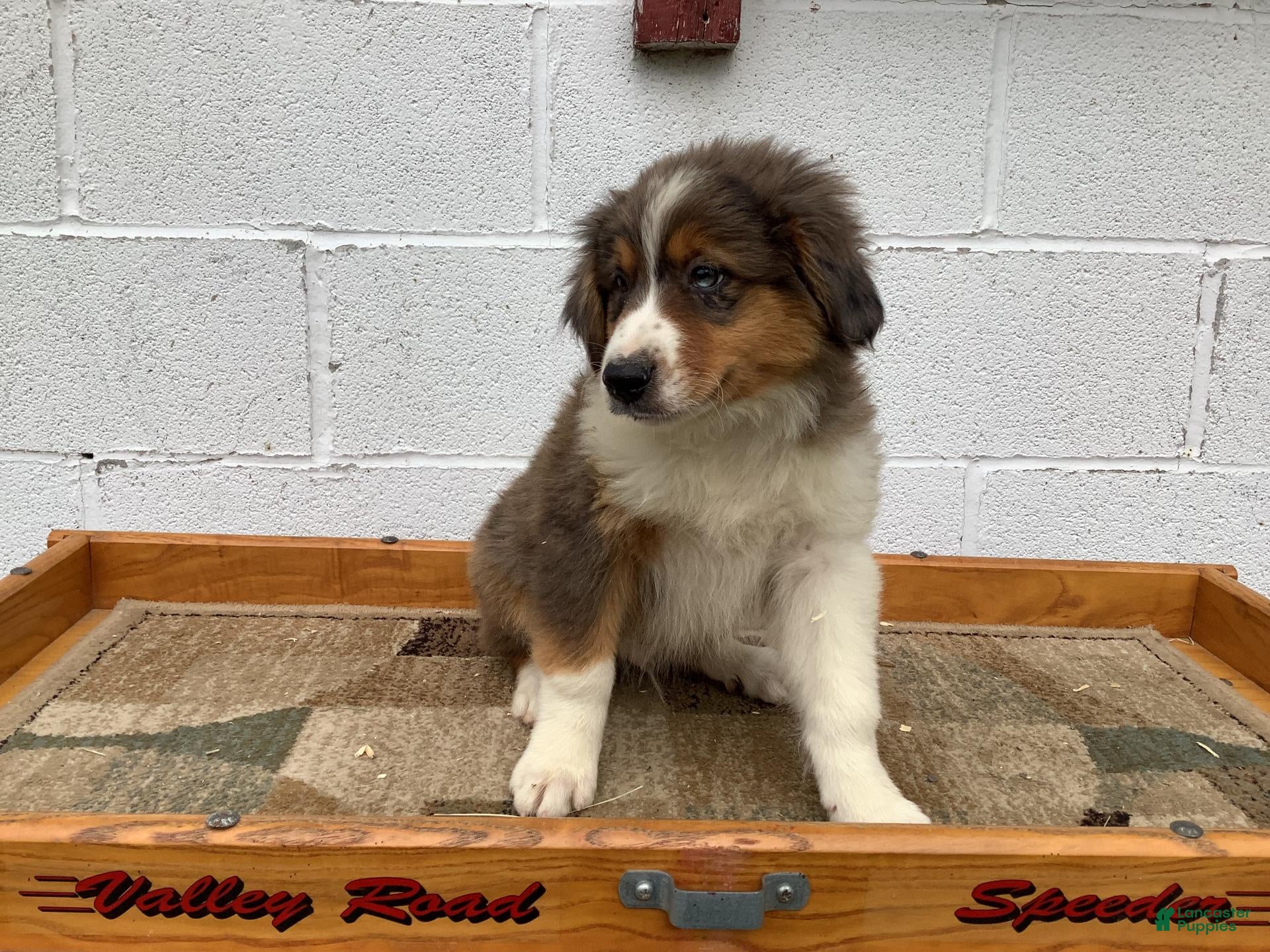 Australian Shepherd dogs Bronx - Ad 2