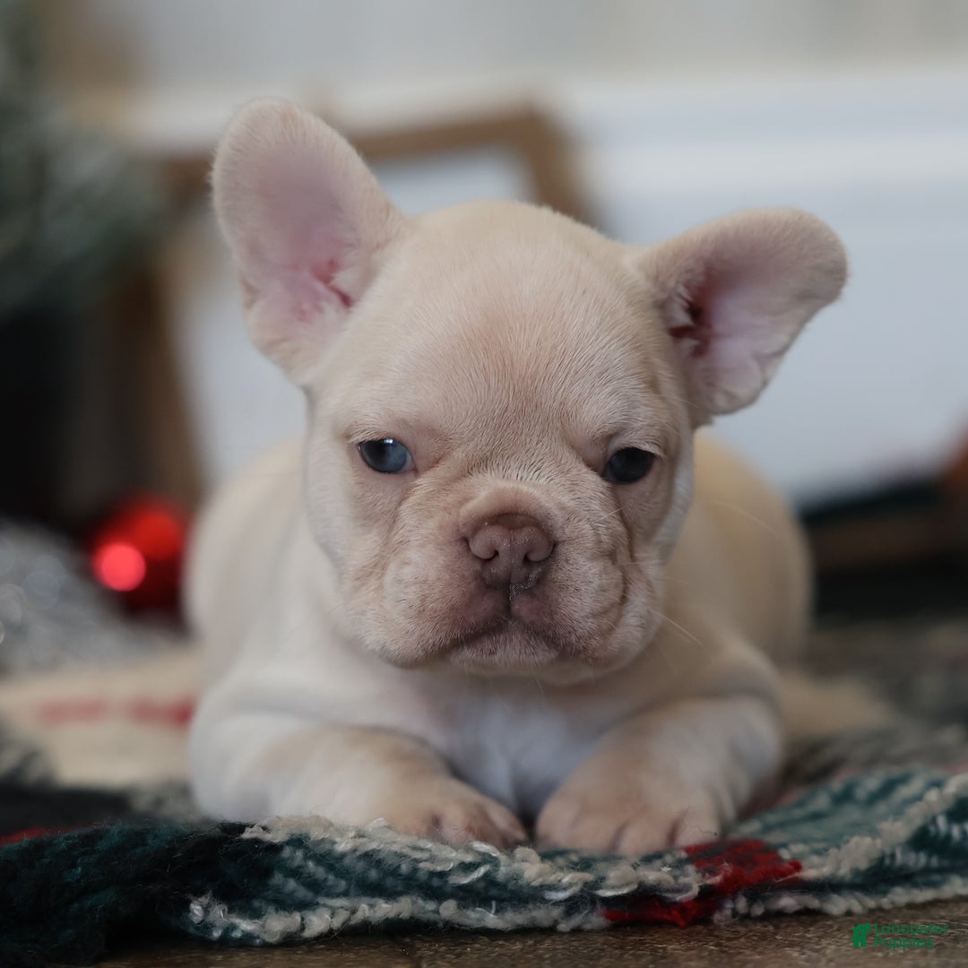 French Bulldog dogs for sale: Yuletide  - Ad 10
