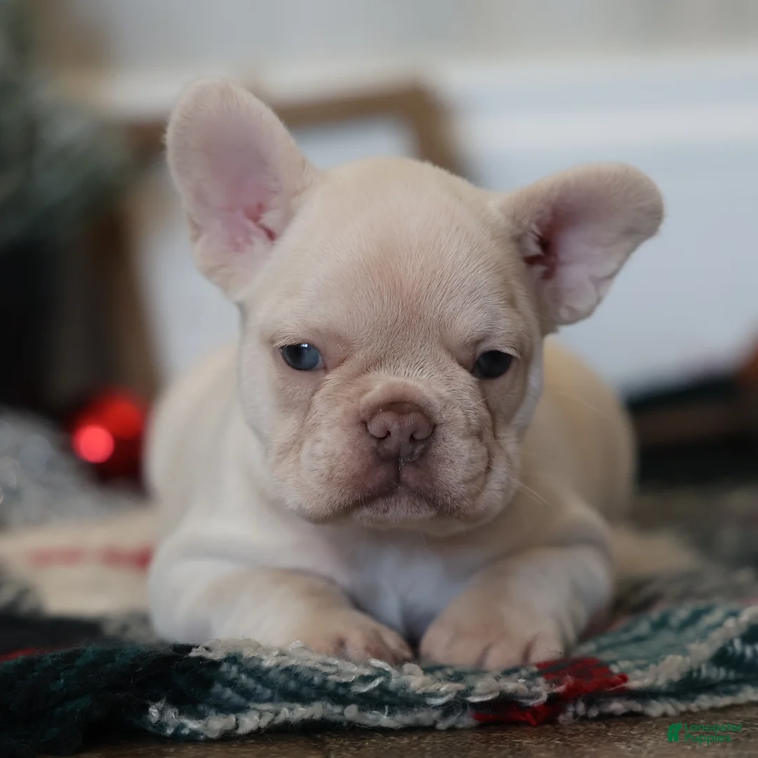 French Bulldog dogs for sale: Noel - Ad 9