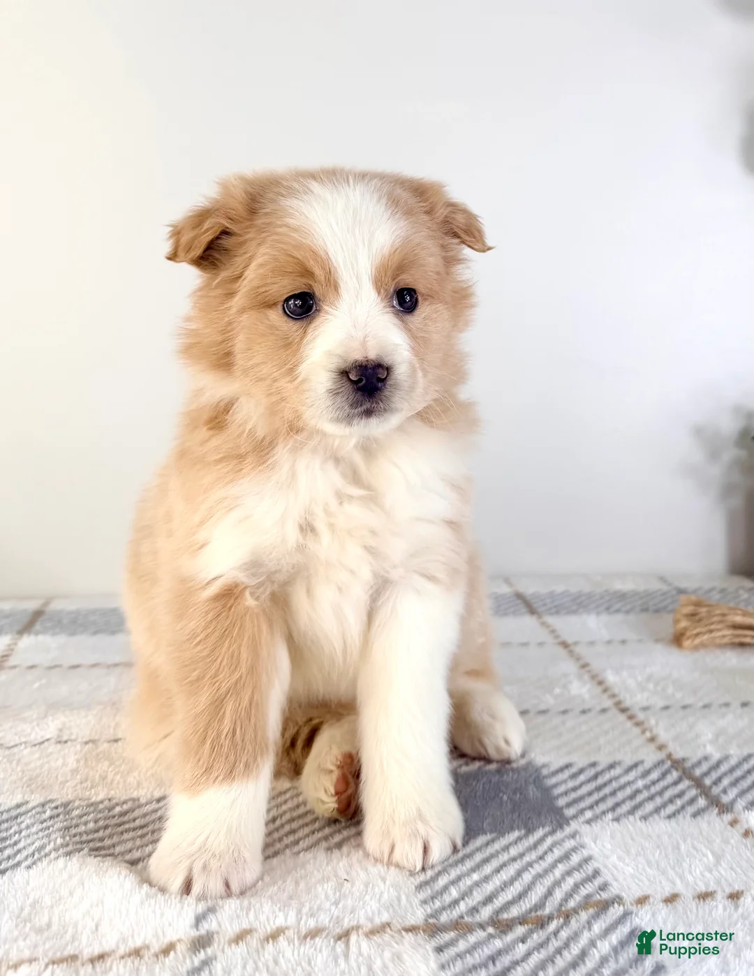 Mixed Breed dogs for sale: Maple - Ad 3
