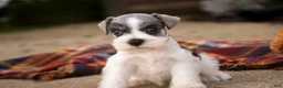Miniature Schnauzer dogs for sale: Beauregard Miniature Schnauzer - Ad 9