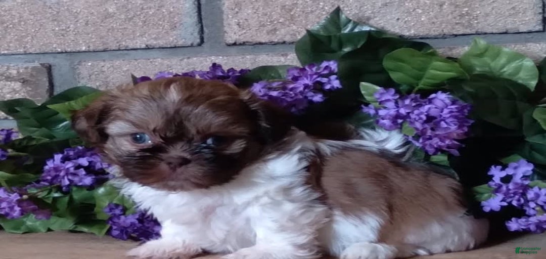 Gallery Image {{count}}