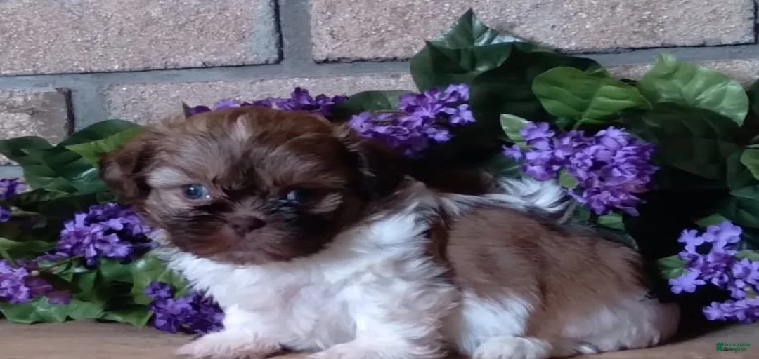 Gallery Image {{count}}