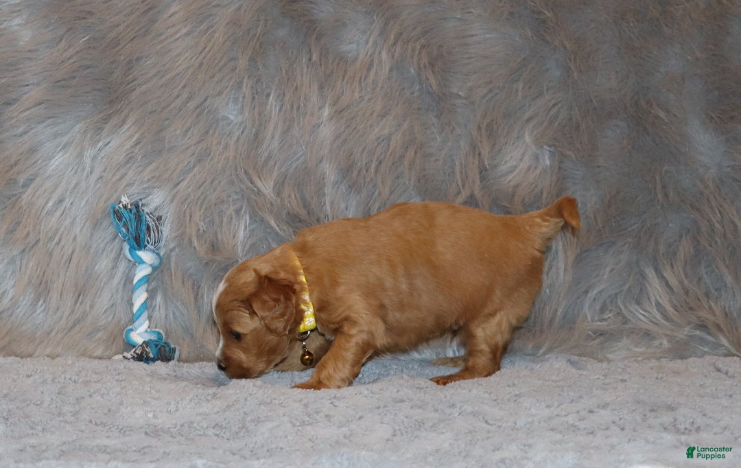 Mini Goldendoodle dogs for sale: Winslow 💙👨‍👨‍👧‍👦💞🐕 - Ad 5