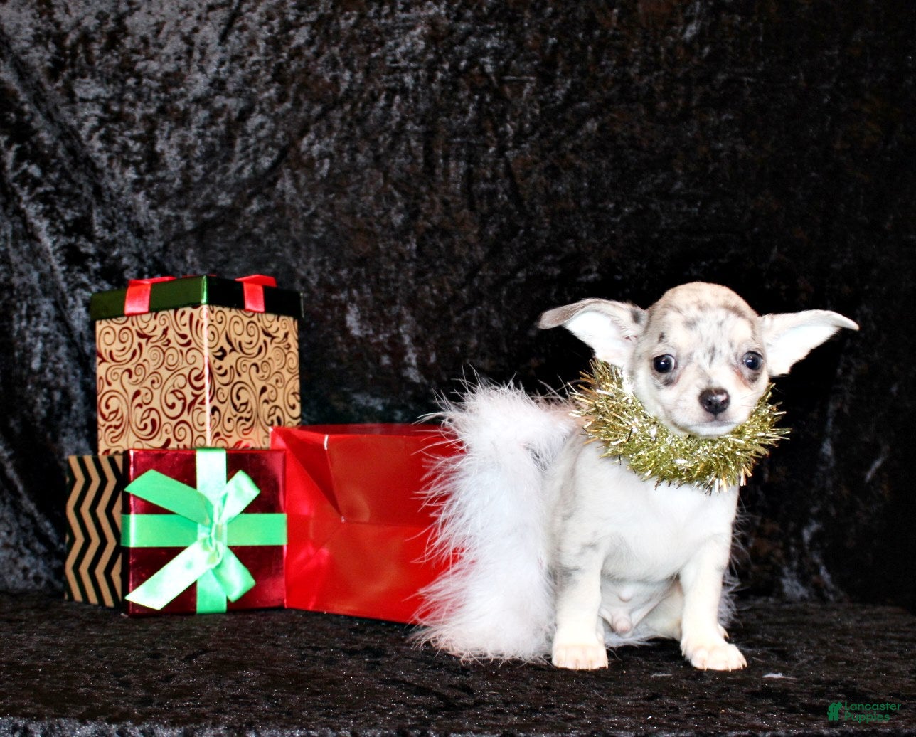 Chihuahua dogs Preacher - Ad 40