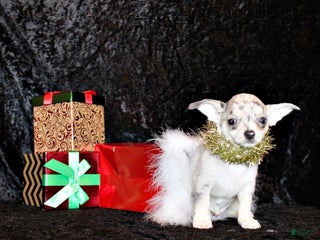 Chihuahua dogs Preacher - Ad 40