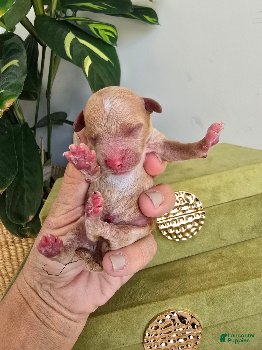 Toy Poodle dogs for sale: Remy - Ad 6