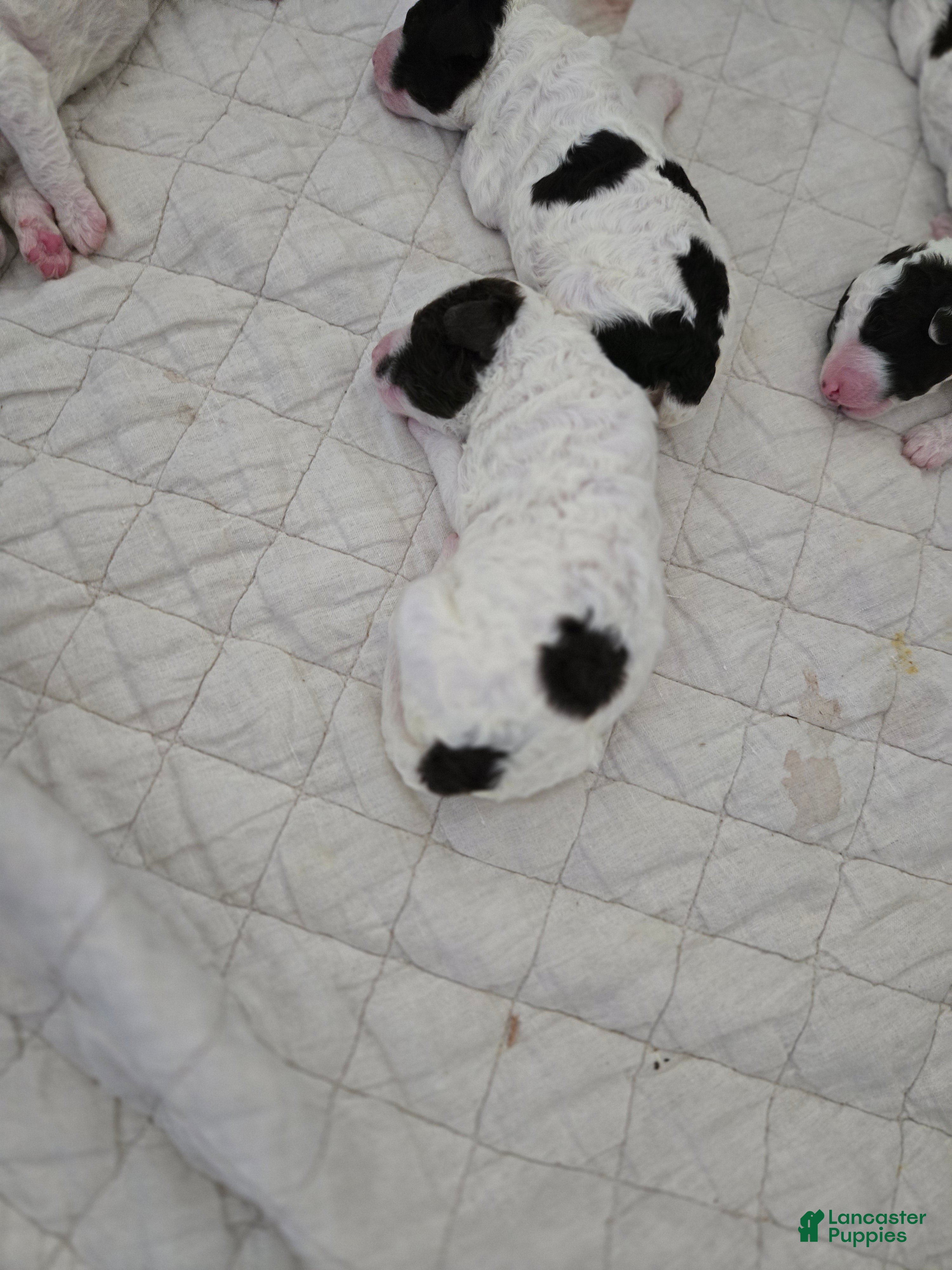 Spanish Water Dog dogs Spanish Water Dog Puppy 2 - Ad 2