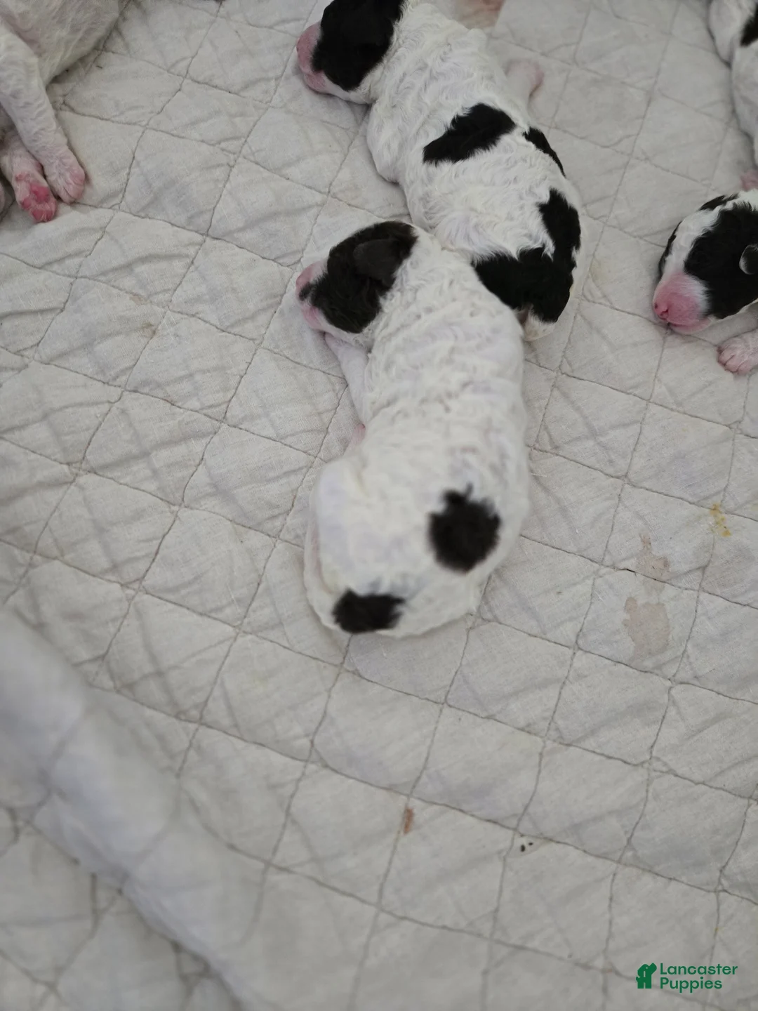 Spanish Water Dog dogs for sale: Spanish Water Dog Puppy 2 - Ad 2