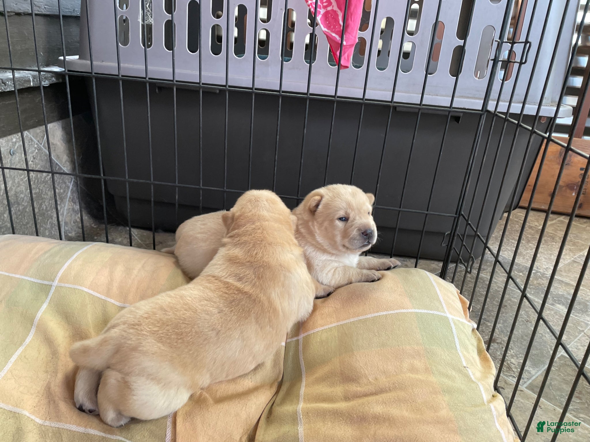 Mixed Breed dogs Chowsky girl 2 - Ad 2