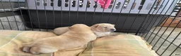 Mixed Breed dogs for sale: Chowsky girl 2 - Ad 2