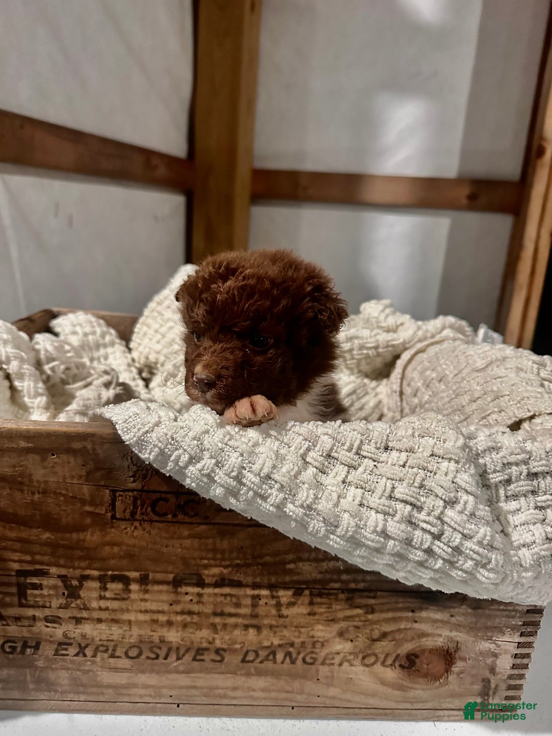 Aussiedoodle dogs for sale: Butter Ball - Ad 4