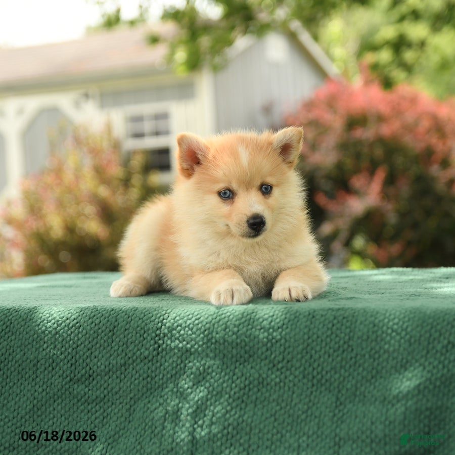 Pomsky dogs Klara - Ad 2