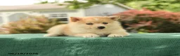 Pomsky dogs for sale: Klara - Ad 2