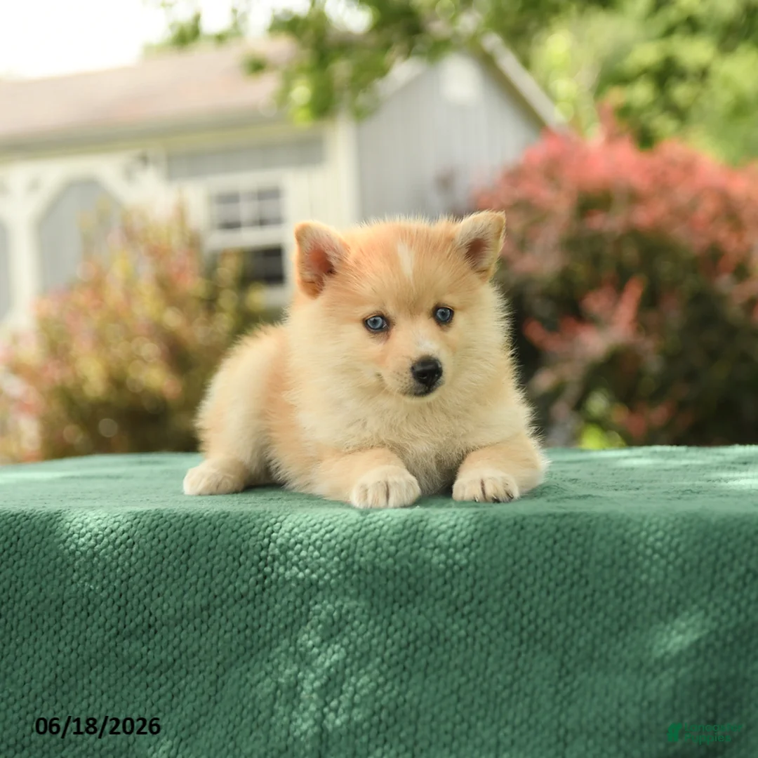 Pomsky dogs for sale: Klara - Ad 2