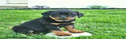 Rottweiler dogs for sale: Bonnie  - Ad 2