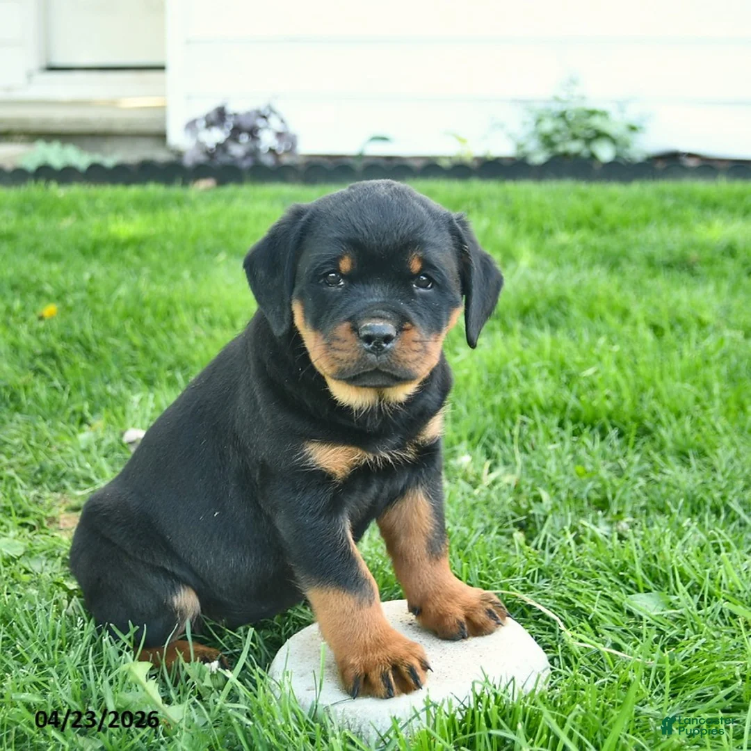 Rottweiler dogs for sale: Bonnie  - Ad 2