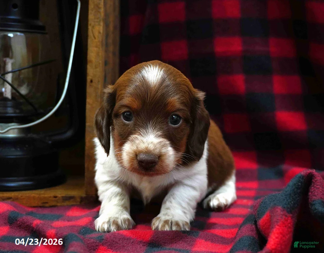 Miniature Dachshund dogs for sale: Casper - Ad 5