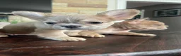 French Bulldog dogs for sale: Nebula - Ad 18