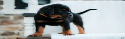 Rottweiler dogs for sale: Rottweiler 1 - Ad 4