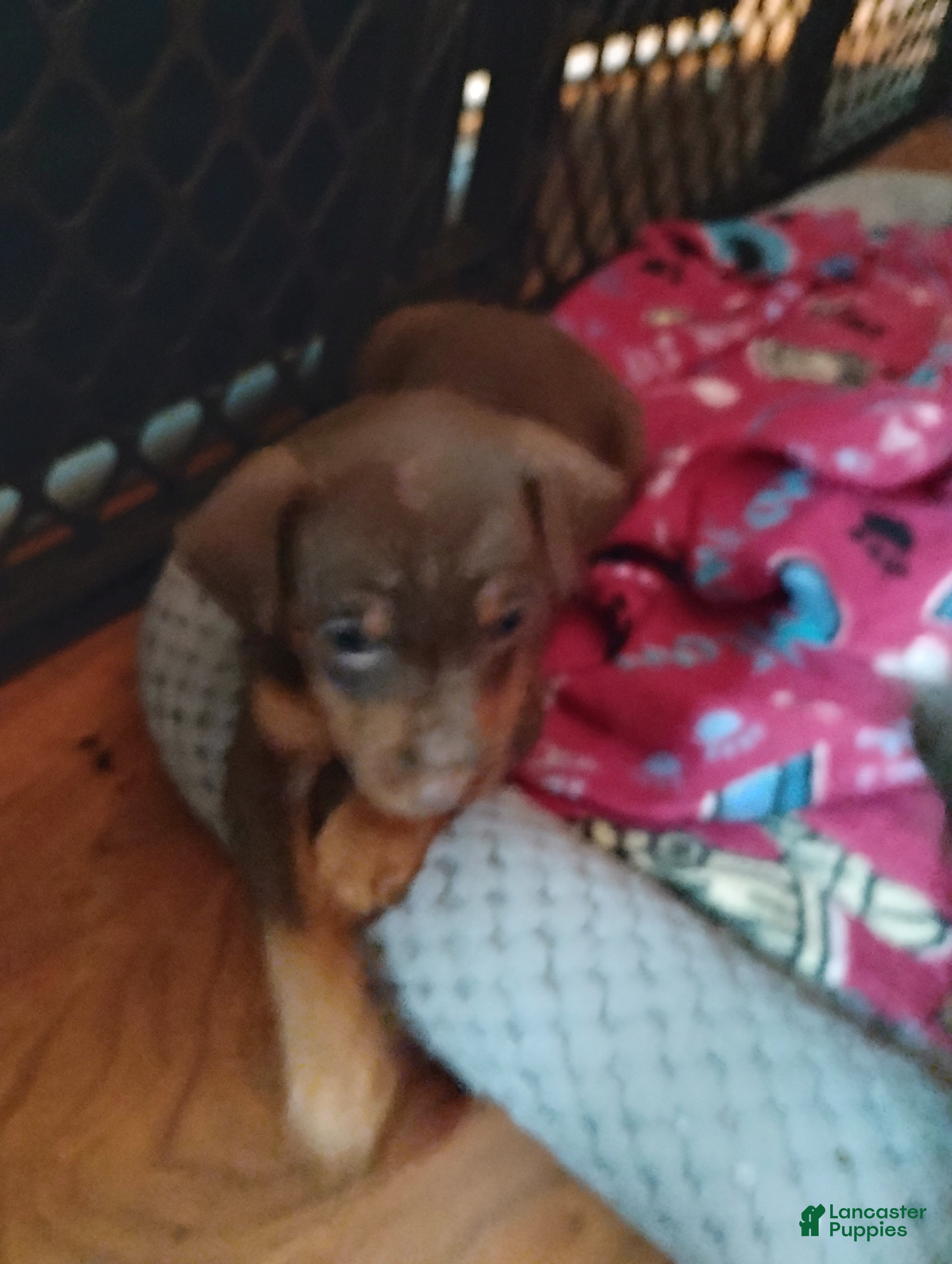 Miniature Pinscher dogs Zoey  - Ad 4