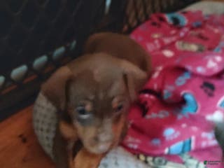 Miniature Pinscher dogs Zoey - Ad 9