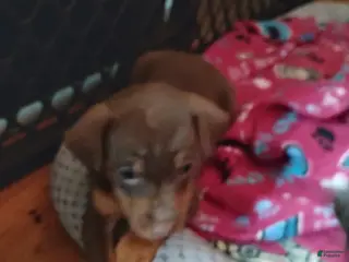 Miniature Pinscher dogs Zoey - Ad 2